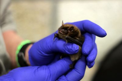 big brown bat in gloved hand