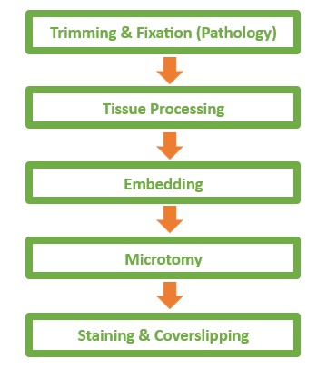 Histological Process